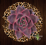 Cheetah Purple Succulent Set of 2 Car Coasters - Car Coasters